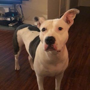 Meet your Posher, Victor